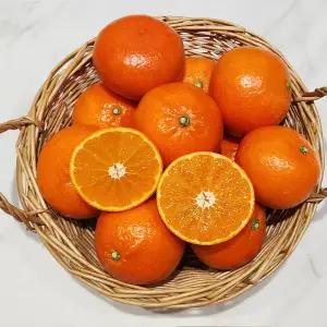제주 홍매향 1kg 중소과(8-15과 내외)13브릭이상 썬레드 감귤