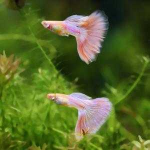 [힘찬열대어] 알비노 핑크키티 구피 1마리