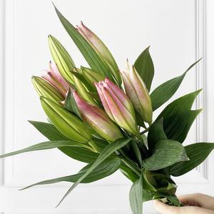 [플라워365마켓] 르네브 핑크 백합 양재꽃시장 직경매 꽃배달 싼곳 생화꽃 도매 택배 발송