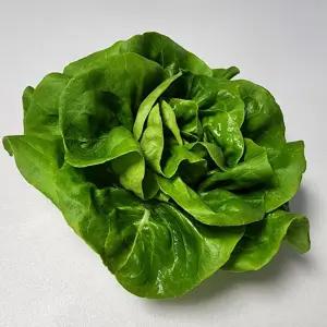 유기농 유럽상추 샐러드 버터헤드 2kg