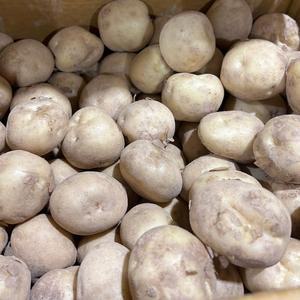 자연 그대로의 맛  국내산 수미감자 4.5kg 대 사이즈