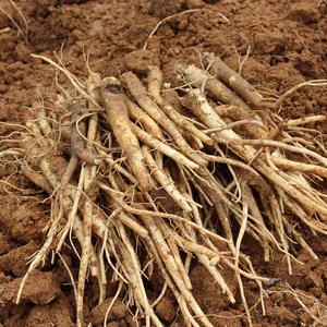 약도라지 흙도라지 / 실속 /2kg