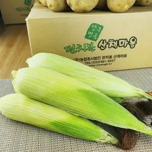 2025년 강원도 양구 산채마을 가정용 (냉동)백미 찰 옥수수 50개