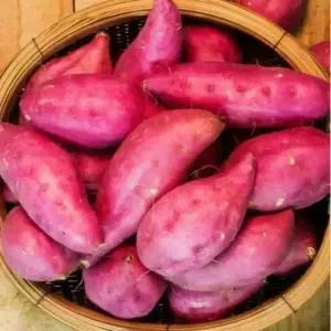 무안 황토 세척 밤고구마 꿀고구마3kg,5kg