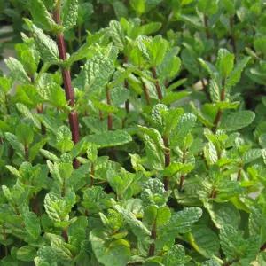 [허브여울] 오늘자른 싱싱한 허브 - 애플민트생잎 (모히토용) 50g -