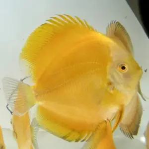 [주니멀열대어][디스커스키우기] 옐로우멜론 디스커스 [ 2.5