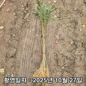 자귀나무 / 실생2년 / 뿌리묘