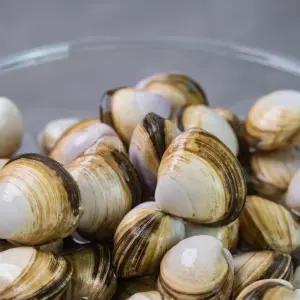 해감완료 고창 활 동죽 5kg 외 활조개 물총조개