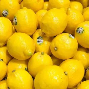 샘스 팬시 레몬 10과 생레몬 제철과일 레몬대과