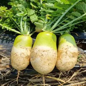 산지발송 강원도 고랭지 꿀 아삭 시원한 다발무 10kg 16kg 김장용 동치미용 총각김치용 단단한 무