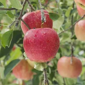 산지직송 새콤달콤 가정용 부사 햇사과 4kg (14∼16과 내외)