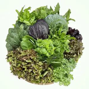 사계절청년농부 모듬 쌈채소 쌈야채 샐러드채소 600g