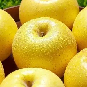 [엠픽] 실속 정품 미니 시나노골드 사과 2.5kg(18과내)