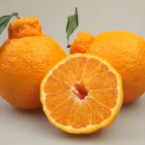 제주 서귀포 한라봉 1kg 가정용 선물용