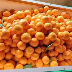 제주 감귤 10kg 조생귤 2L