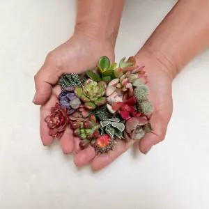 초미니다육 귀여운 다육식물 선인장 자구 15개 세트