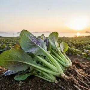 국내산 여수 홍갓 생갓 알싸한맛 갓김치 5kg