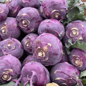 제주 제철 고당도 햇 콜라비 대과 5kg