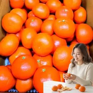 제주 서귀포 홍매향 소과 2.5kg 벌크