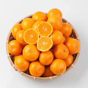 당도높은 제주 서귀포 노지감귤10kg 중/대과 맛보세요