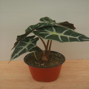 거북알로카시아 알록카시아  소나무길 1353