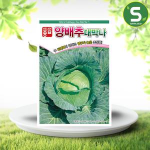 양배추씨앗 2500립 대박나 배추씨앗 조생종 쌈채소