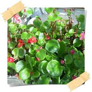 꽃베고니아 Perpetual begonia 사계베고니아 24포트1세트 꽃모종 봄철화단 이벤트상품