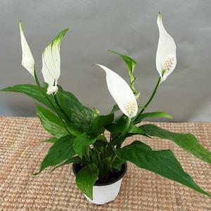 향기나는스파트필름(10센치)   꽃에서  은은히 향이나지요