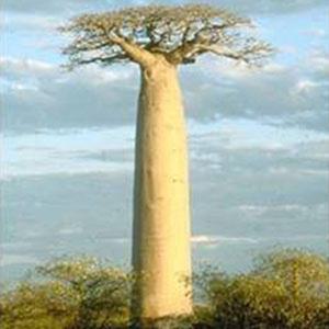 자 바오밥 나무 씨앗 5립 / 열대나무 종자 희귀씨앗