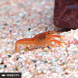 [미미템] 미니 오렌지 가재 1마리