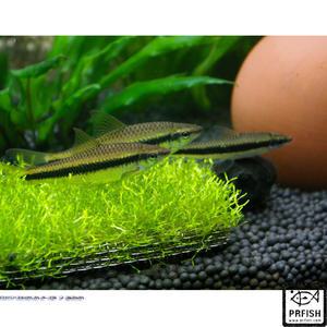 열대어 관상어 잉어과 / 시아멘스 알지이터 [3마리]