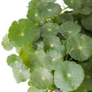 워터코인 - (수생 수중 수경재배식물)