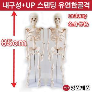 전신신경골격모형 85cm (GG1002S) 인체모형 척추 치아 해부도 신체 병원 아나토미 전시용