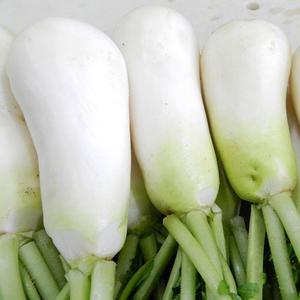 (예약일 지정)황토 세척 알타리무 10kg(5단)내외 / 제주 불가