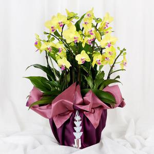 당일 꽃배달 승진 화분 개업 축하 우아한 포춘 서양란 H465