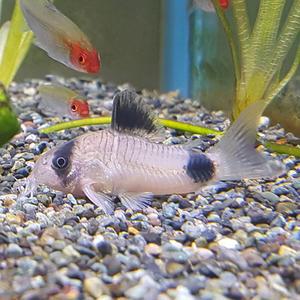 [신세계수족관] 청소물고기 코리도라스 팬더 2.5cm 2마리