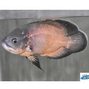 [신세계수족관] 레드 오스카 5cm 1마리