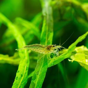 피알피쉬 야마토 새우 2cm 내외 [5마리]