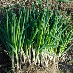 김영태님의 진도 유기농 흙대파 3kg