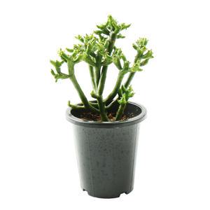 갑조네 연필선인장