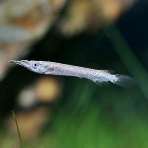 티아쿠아 열대어 하프빅 델모게니 2마리 관상어