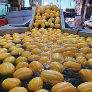 당도선별 성주산지 가정용 참외 5kg (랜덤과)