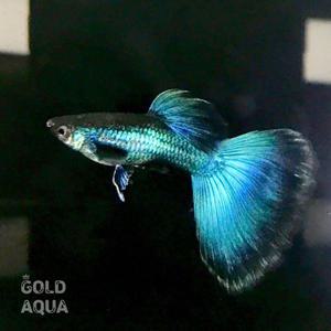 골드아쿠아 EMB 고정구피 열대어 1쌍