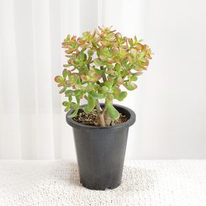 갑조네 염좌(랜덤)(중품)