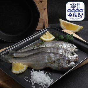 [씨토랑]영광법성포 참굴비 20미 1.6kg