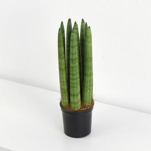 스투키 모종 반려 실내 공기정화 식물 키우기