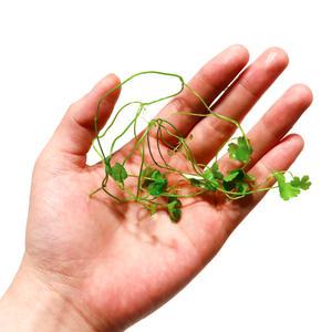 초보 수초 키우기 미니노치도메 2촉