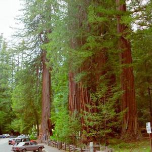 레드 우드 씨앗 10립 / 세콰이어/ 종자 희귀씨앗