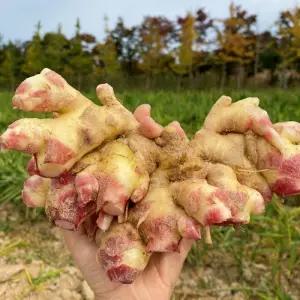 [홍팜] 경북 영주 흙 햇생강 5kg 특품