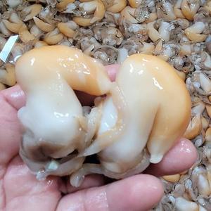 남해안 급냉 노랑새조개 200g x 1팩